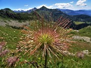 Bocchetta di Budria-Monte Azzaredo ad anello fiorito-10lu22 - FOTOGALLERY